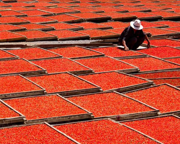 Wie trocknet man frische Goji-Beeren?