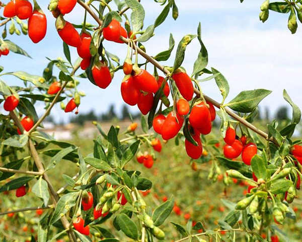 &iquest;C&oacute;mo cultivar bayas de Goji en tu jard&iacute;n?